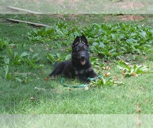 German Shepherd Dog Puppy for sale in POWDER SPRINGS, GA, USA