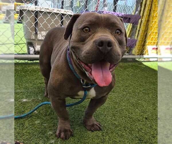 Medium Photo #2 American Staffordshire Terrier-Unknown Mix Puppy For Sale in Camarillo, CA, USA