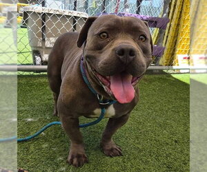 *KING - Male American Staffordshire Terrier-Unknown Mix Dog for Adoption - Photo #2