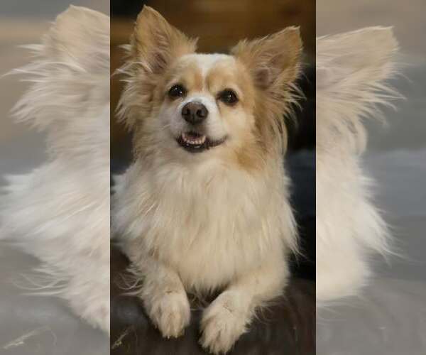 Medium Photo #4 Chiranian Puppy For Sale in Cuba, NY, USA