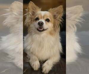 Benny Walworth Kramer - Male Chiranian Dog for Adoption - Photo #4