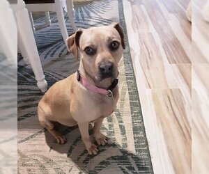 Labrador Retriever-Unknown Mix Dogs for adoption in Galveston, TX, USA