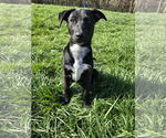 Small #10 Labrador Retriever Mix