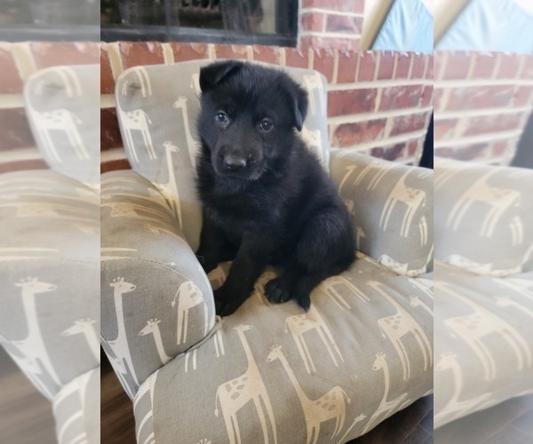 Medium Photo #7 German Shepherd Dog Puppy For Sale in BURLESON, TX, USA