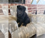 Small Photo #7 German Shepherd Dog Puppy For Sale in BURLESON, TX, USA