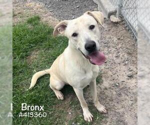 Labrador Retriever Dogs for adoption in Conroe, TX, USA