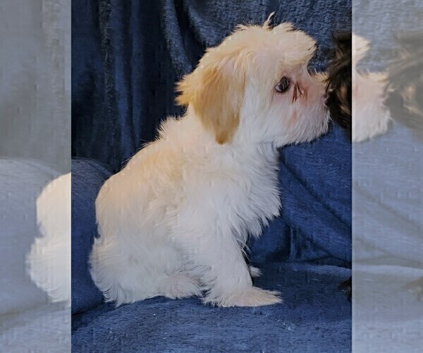 Medium Photo #20 Morkie Puppy For Sale in HOLLAND, MI, USA