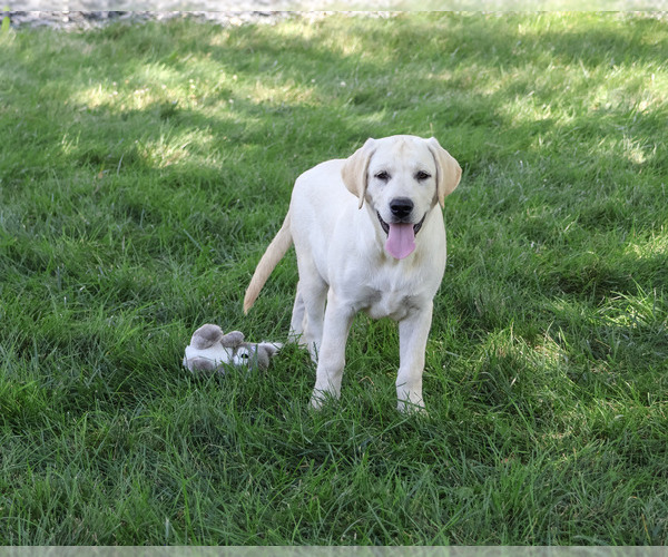 Medium Photo #3 Labrador Retriever Puppy For Sale in SYRACUSE, IN, USA