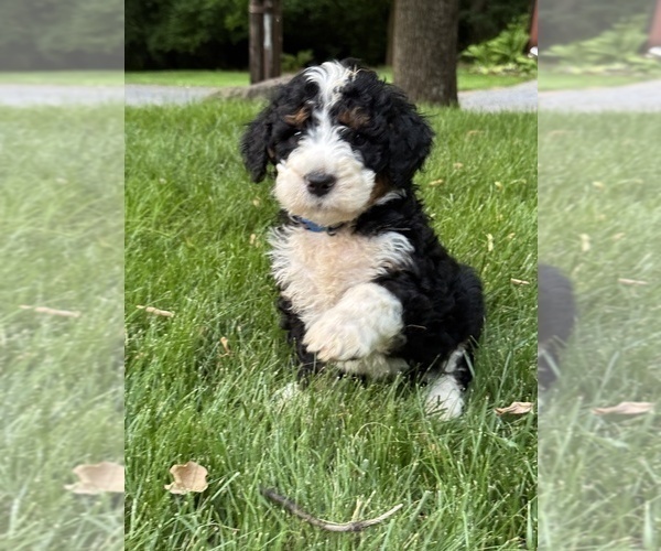 Medium Photo #3 Bernedoodle (Miniature) Puppy For Sale in DENVER, PA, USA