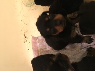 Rottweiler Puppy for sale in MARQUAND, MO, USA