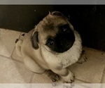 Image preview for Ad Listing. Nickname: Pug pups