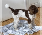 Small #3 Poodle (Standard)