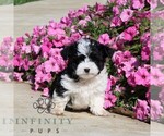 Buster - Male Goldendoodle (Miniature) Puppy for Sale - Small photo