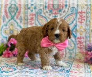 Cavapoo Puppy for sale in LANCASTER, PA, USA