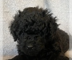 Small Photo #9 Labradoodle Puppy For Sale in CISCO, TX, USA