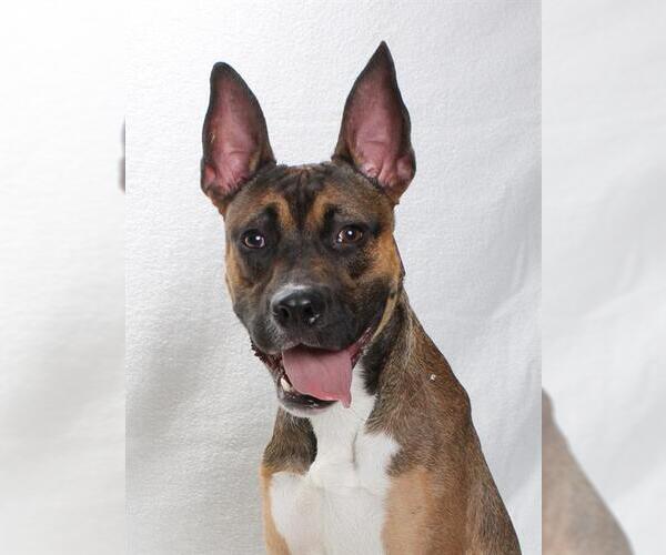 Medium Photo #1 Boxer-German Shepherd Dog Mix Puppy For Sale in Burbank, CA, USA
