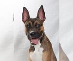 Small Boxer-German Shepherd Dog Mix