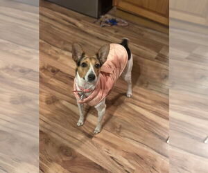 Jack Russell Terrier-Unknown Mix Dogs for adoption in Westwood, NJ, USA