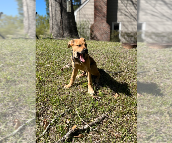 Medium Photo #8 Australian Shepherd-Unknown Mix Puppy For Sale in Holly Springs, NC, USA
