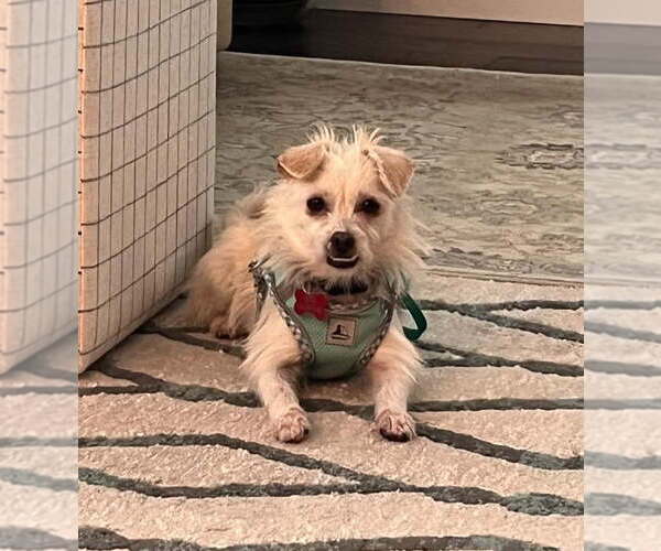 Medium Photo #4 Mutt Puppy For Sale in Davis, CA, USA