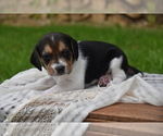 Small Photo #2 Beagle Puppy For Sale in BERNVILLE, PA, USA