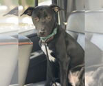 Small #1 Labrador Retriever Mix