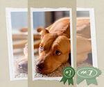 Small American Staffordshire Terrier Mix