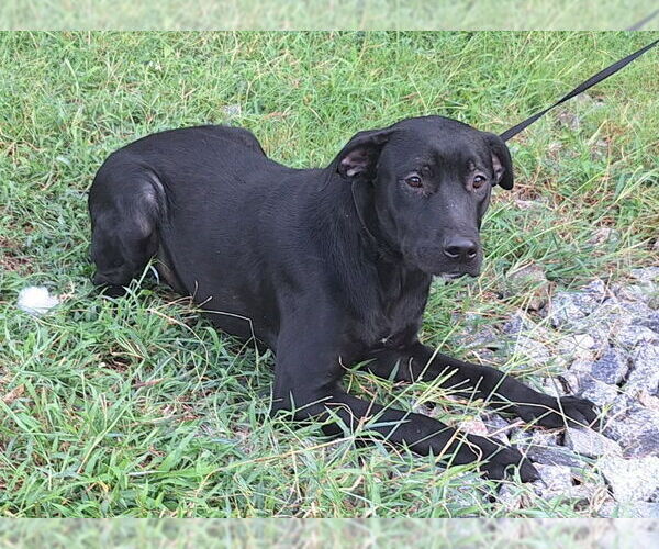 Medium Photo #4 Labrador Retriever-Unknown Mix Puppy For Sale in Wetumpka, AL, USA
