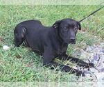 Small #3 Labrador Retriever Mix