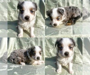 Miniature Australian Shepherd Puppy for sale in BROOKER, FL, USA