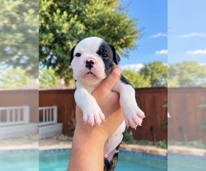 Medium Olde English Bulldogge