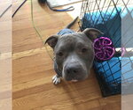 Small #7 Mutt
