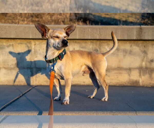 Medium Photo #16 Chihuahua Puppy For Sale in Sandy, UT, USA