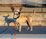 Small #15 Chihuahua