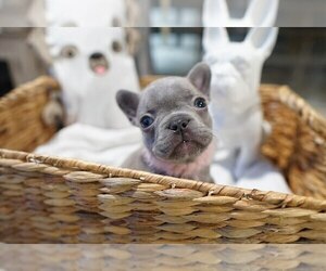 French Bulldog Puppy for Sale in WEST PALM BEACH, Florida USA