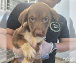 Small #1 Australian Shepherd Mix