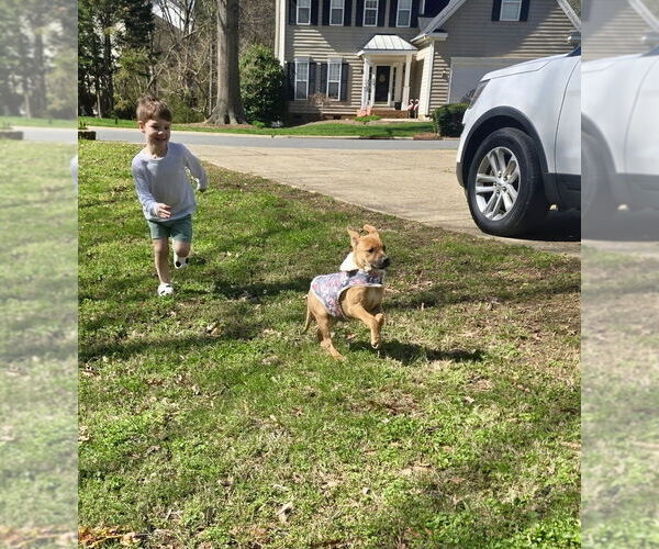 Medium Photo #4 Redbone Coonhound-Unknown Mix Puppy For Sale in Mooresville, NC, USA