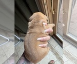 Small #5 English Bulldog