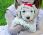 Small Photo #6 Poodle (Standard) Puppy For Sale in STONEVILLE, NC, USA