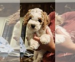 Puppy Remi Cockapoo-Poodle (Miniature) Mix