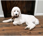Small Photo #12 Poodle (Standard) Puppy For Sale in NEW YORK MILLS, MN, USA