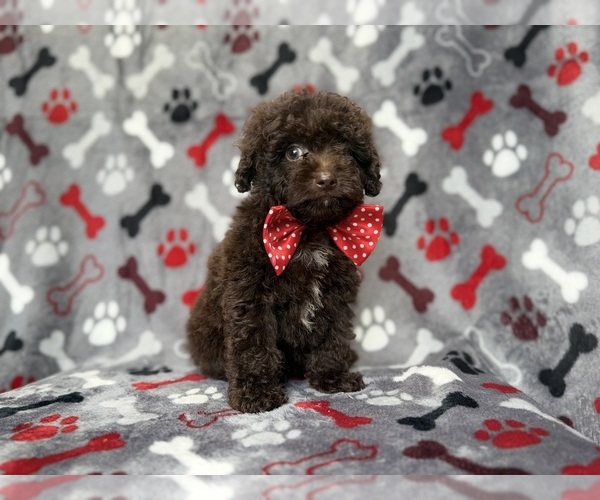 Medium Photo #6 ShihPoo Puppy For Sale in LAKELAND, FL, USA
