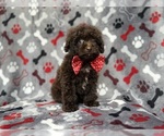 Benson - Male ShihPoo Puppy for Sale - Photo #6