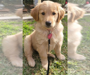 Golden Retriever Puppy for sale in SANTA ANA, CA, USA