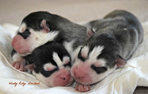 Medium Photo #5 Siberian Husky Puppy For Sale in BEVERLY, OH, USA