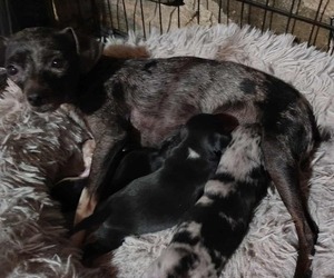 Mother of the Chihuahua puppies born on 06/24/2025