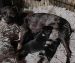 Small Photo #1 Chihuahua Puppy For Sale in KIRKLAND, AZ, USA
