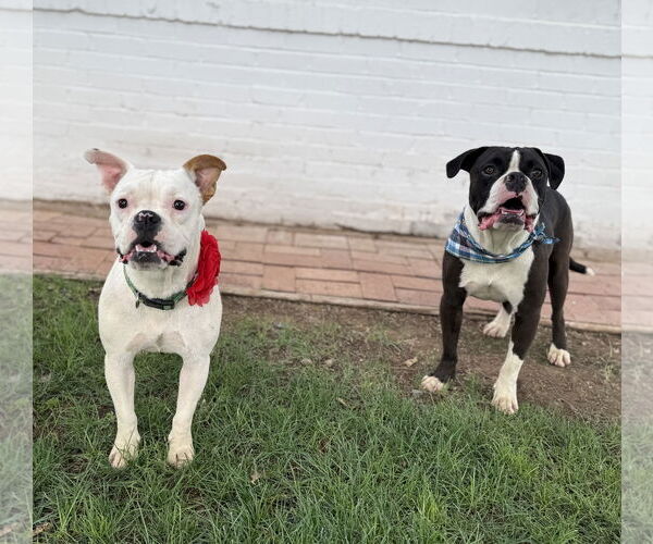 Medium Photo #11 Bull-Boxer Puppy For Sale in Phoenix, AZ, USA