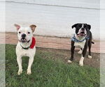 Small #10 Bull-Boxer