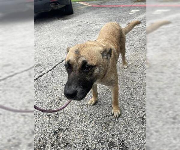 Medium Photo #1 Black Mouth Cur-Unknown Mix Puppy For Sale in Houston, TX, USA